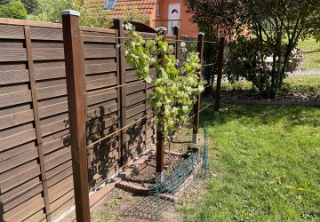 poteaux en bois pour soutenir une vigne