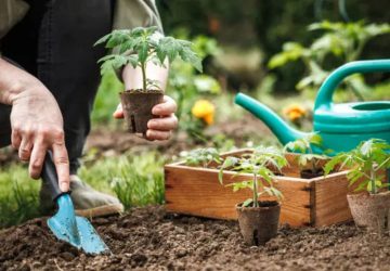 plantation d'une plante