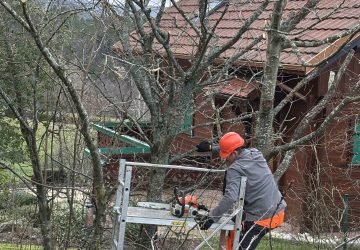homme montant sur un échafaudage pour tailler les arbres