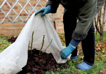 protection d'une plante avec une toile d'hivernage
